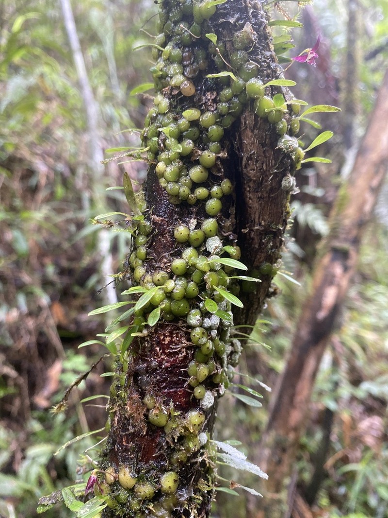 Bulbophyllum onivense photo 7