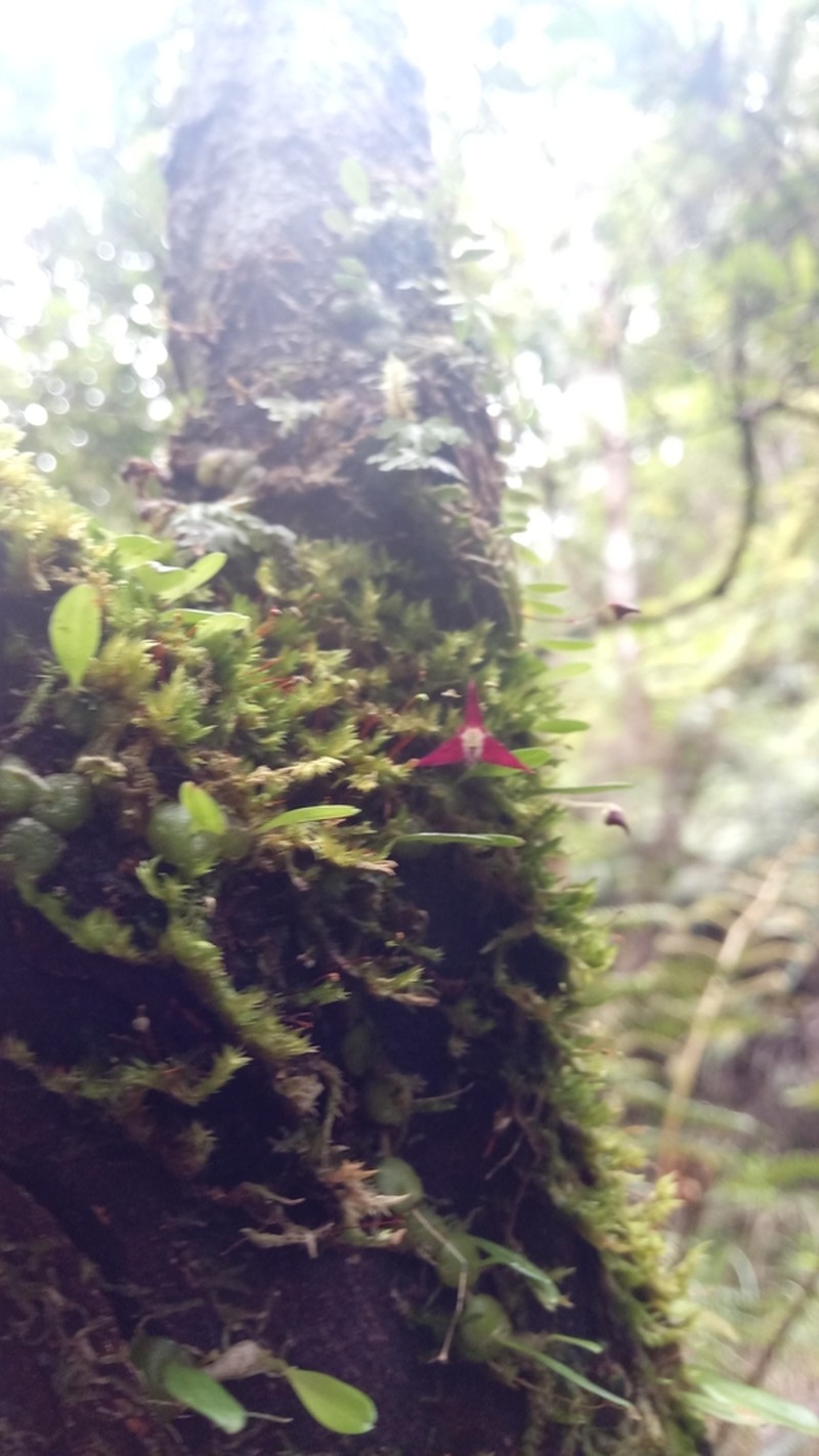 Bulbophyllum onivense photo 8