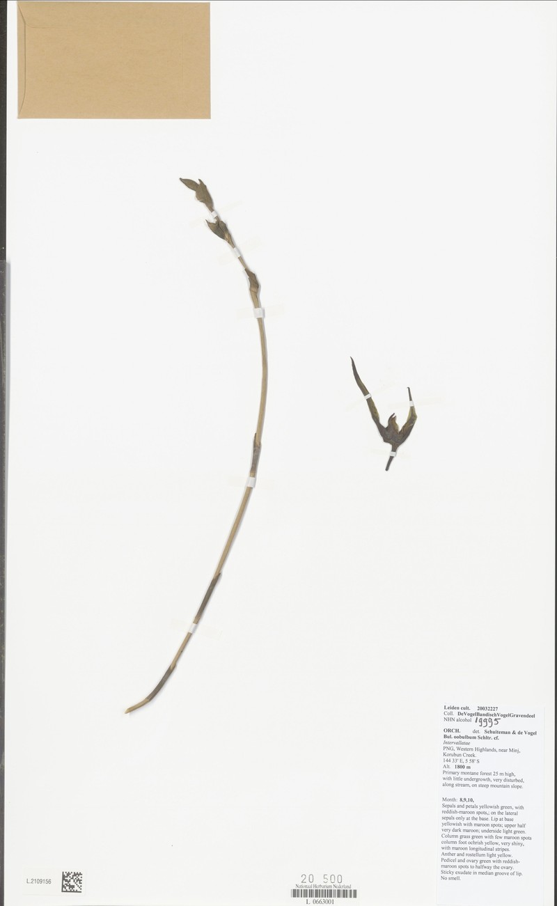 Bulbophyllum oobulbum