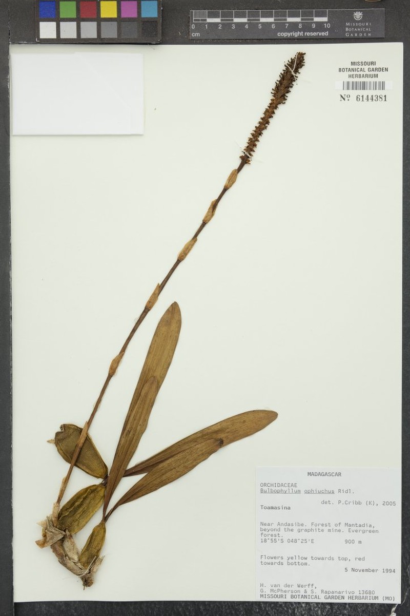 Bulbophyllum ophiuchus