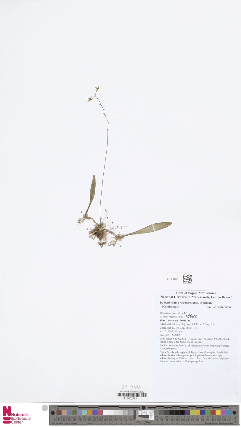 Bulbophyllum orbiculare