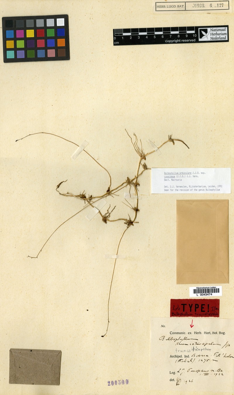 Bulbophyllum orbiculare subsp. cassideum