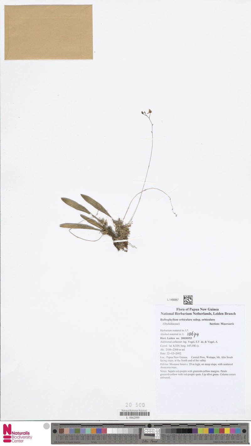 Bulbophyllum orbiculare subsp. orbiculare photo 2