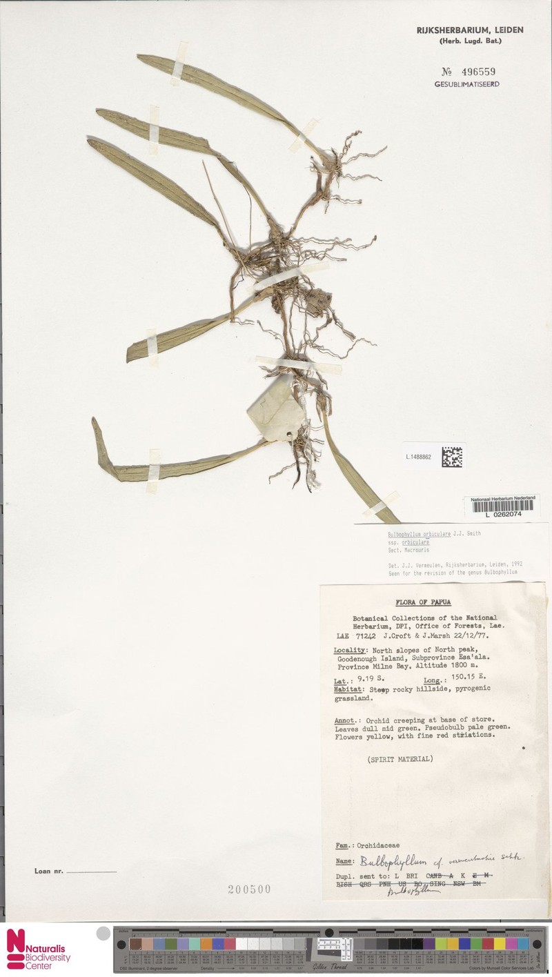 Bulbophyllum orbiculare subsp. orbiculare photo 3