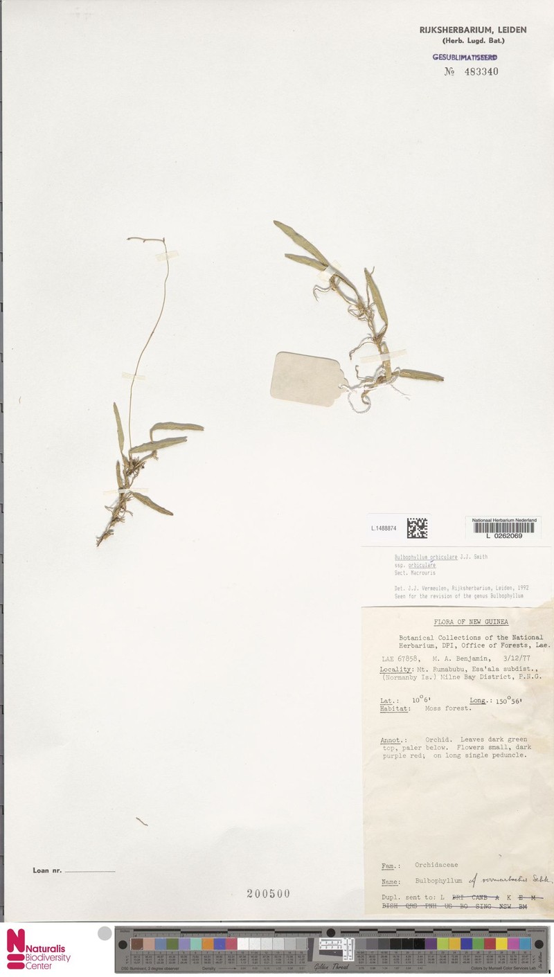Bulbophyllum orbiculare subsp. orbiculare photo 4