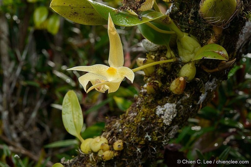 Bulbophyllum orectopetalum