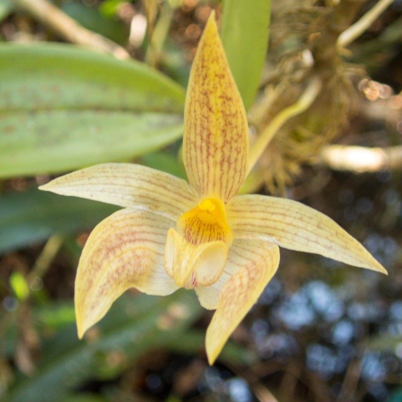 Bulbophyllum orectopetalum photo 3