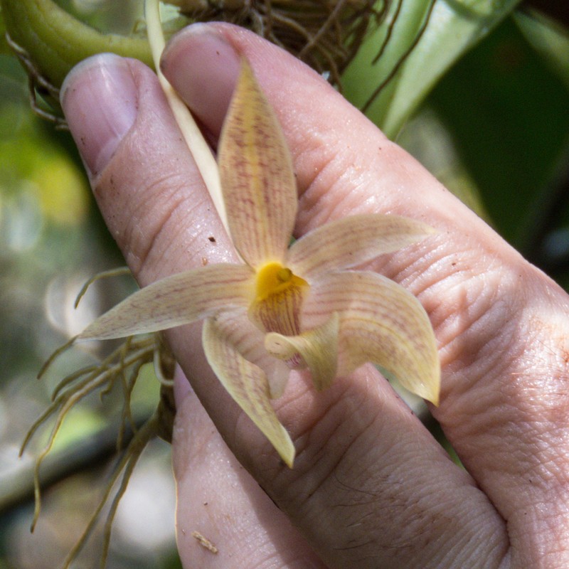 Bulbophyllum orectopetalum photo 4