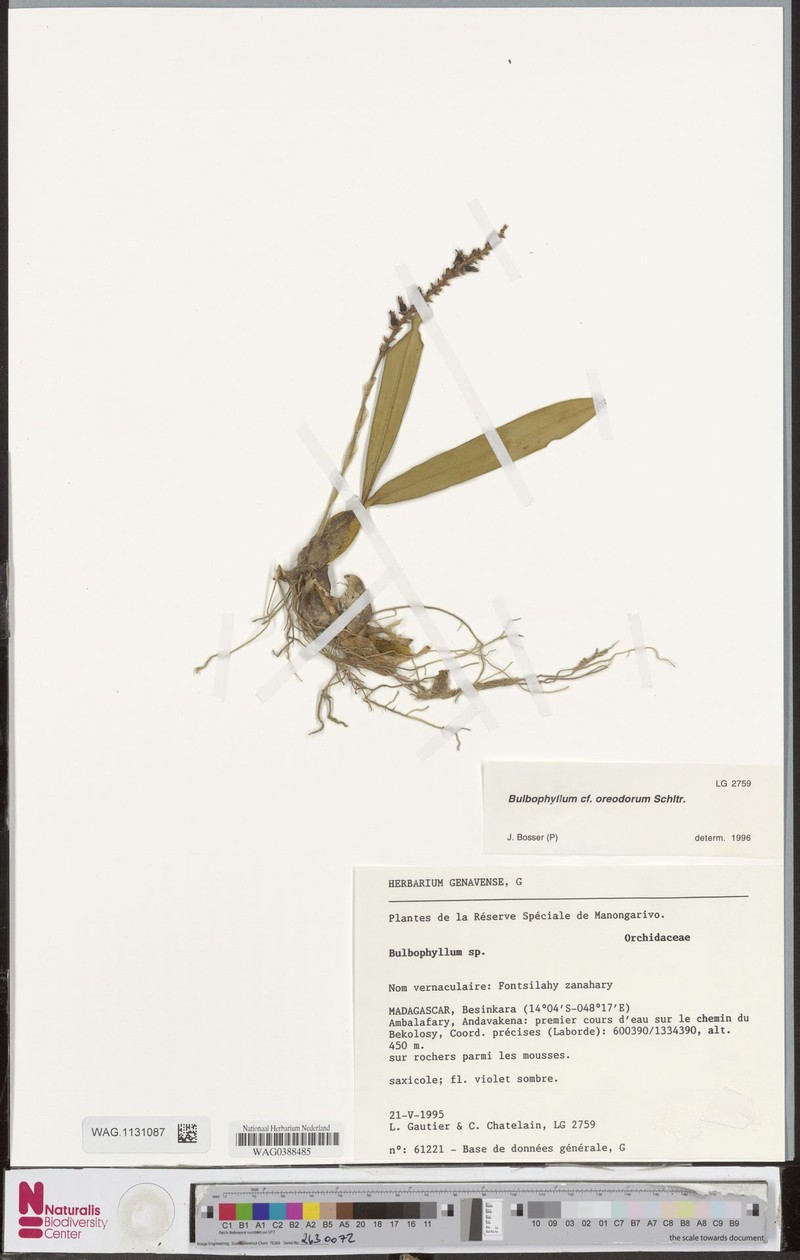 Bulbophyllum oreodorum