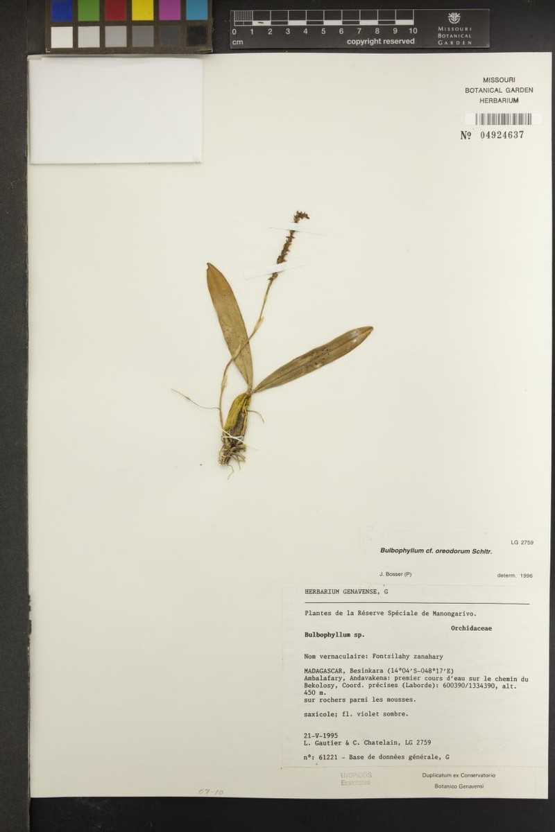 Bulbophyllum oreodorum photo 2