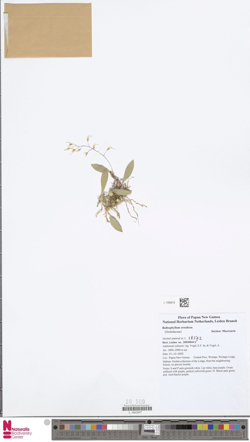 Bulbophyllum oreodoxa