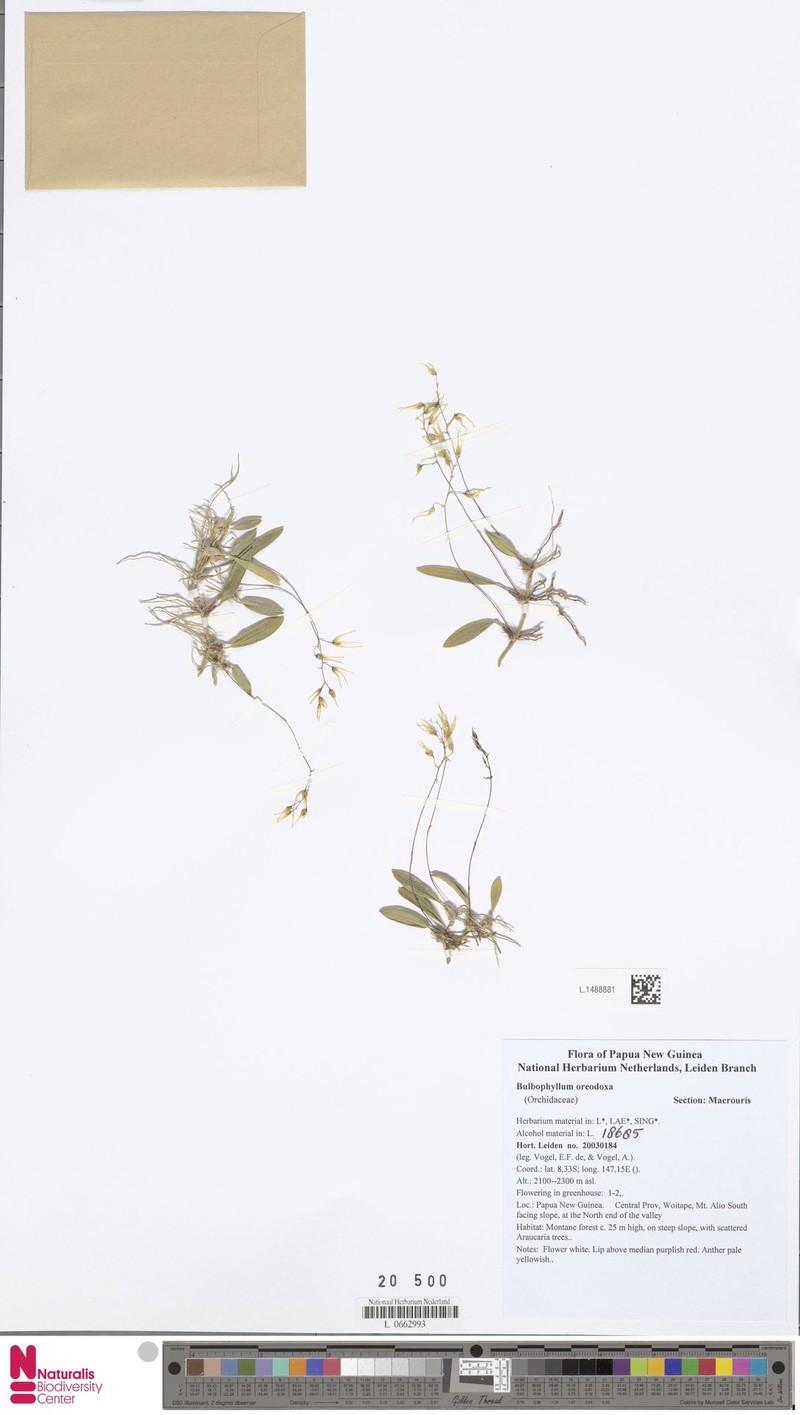 Bulbophyllum oreodoxa photo 3