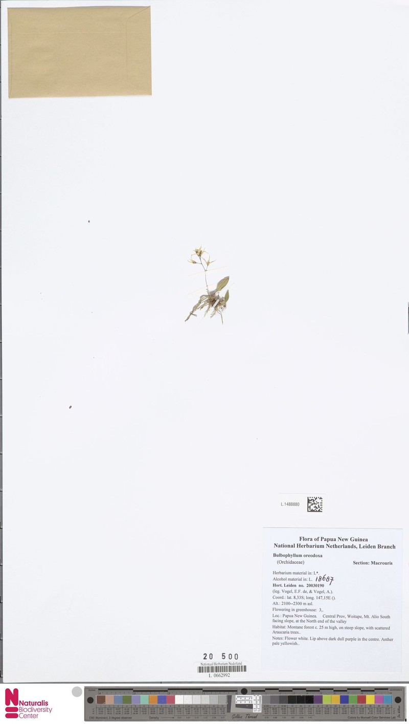 Bulbophyllum oreodoxa photo 4