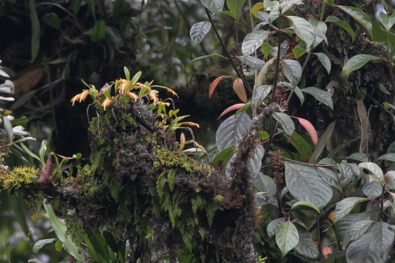 Bulbophyllum oreonastes