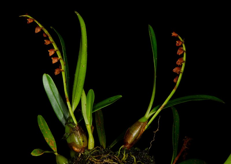 Bulbophyllum oreonastes photo 3