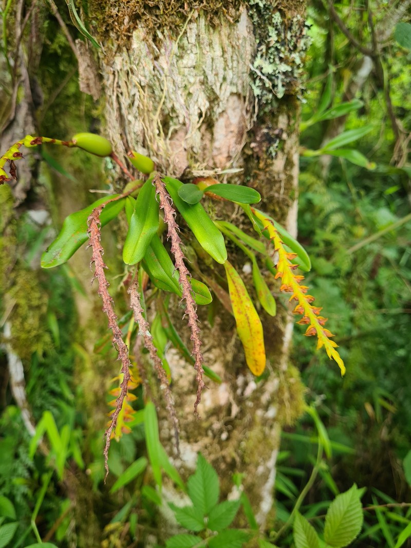 Bulbophyllum oreonastes photo 5
