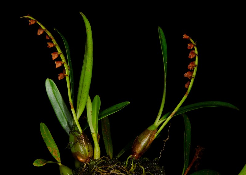 Bulbophyllum oreonastes photo 6