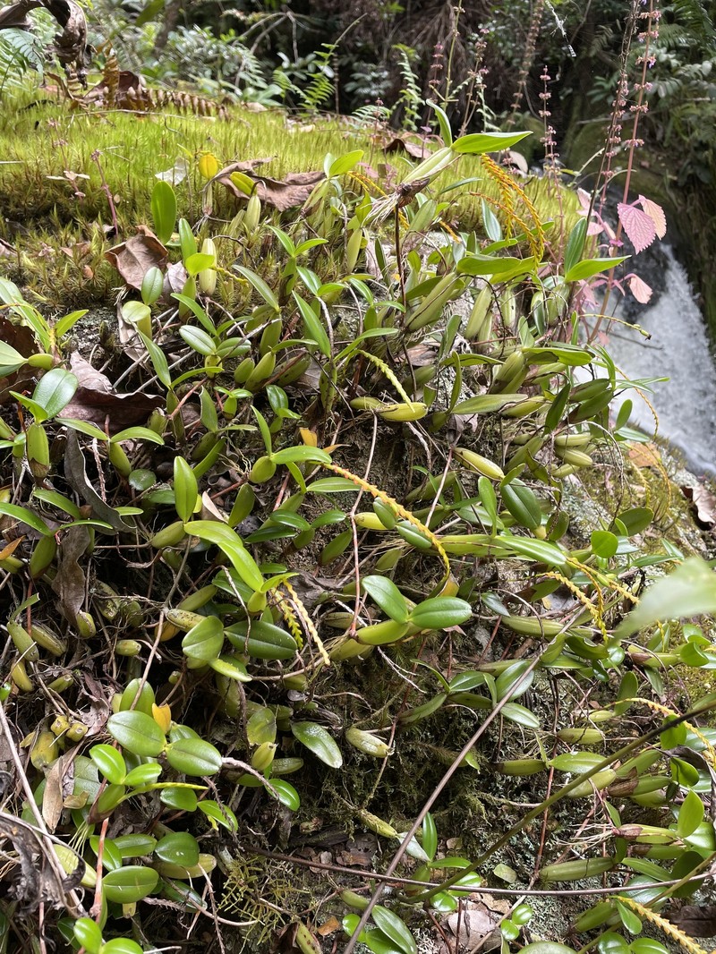 Bulbophyllum oreonastes photo 7