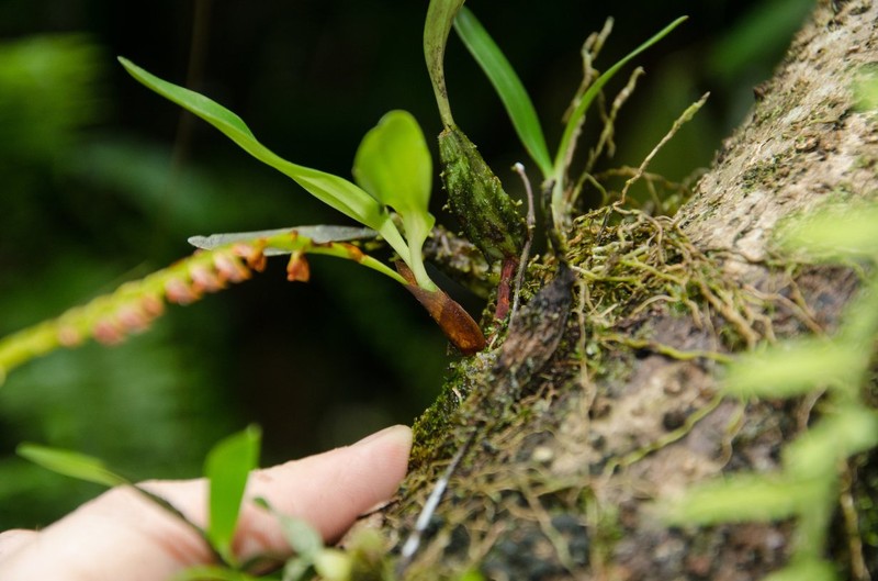 Bulbophyllum oreonastes photo 8