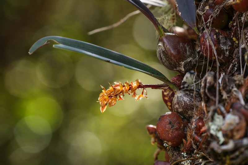 Bulbophyllum orientale