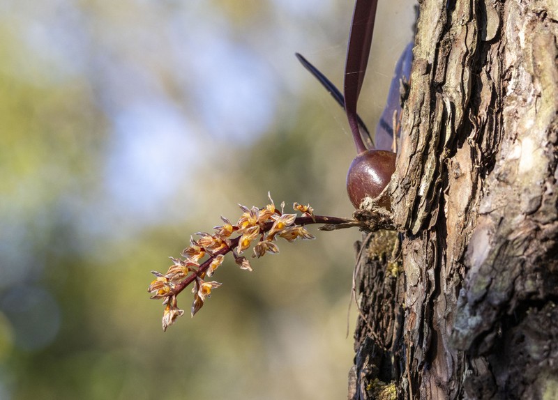 Bulbophyllum orientale photo 2