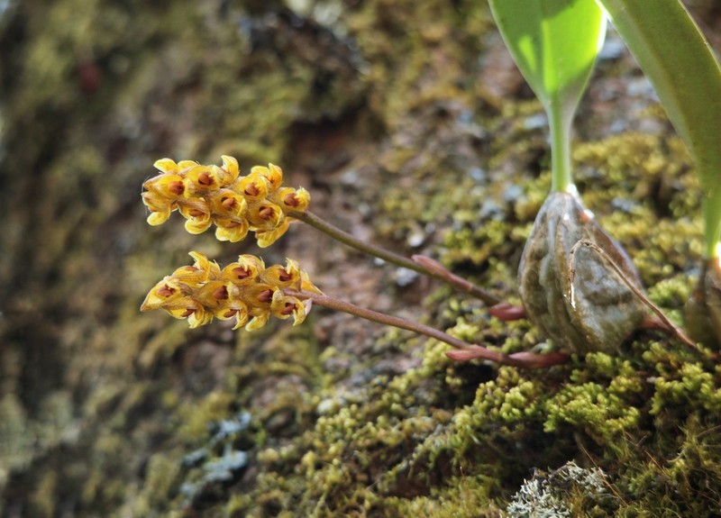 Bulbophyllum orientale photo 3