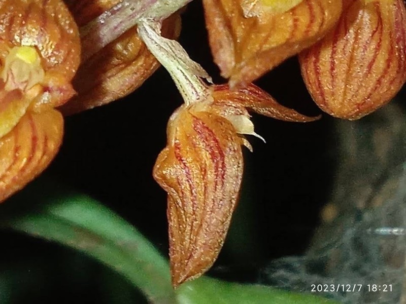 Bulbophyllum orientale photo 4