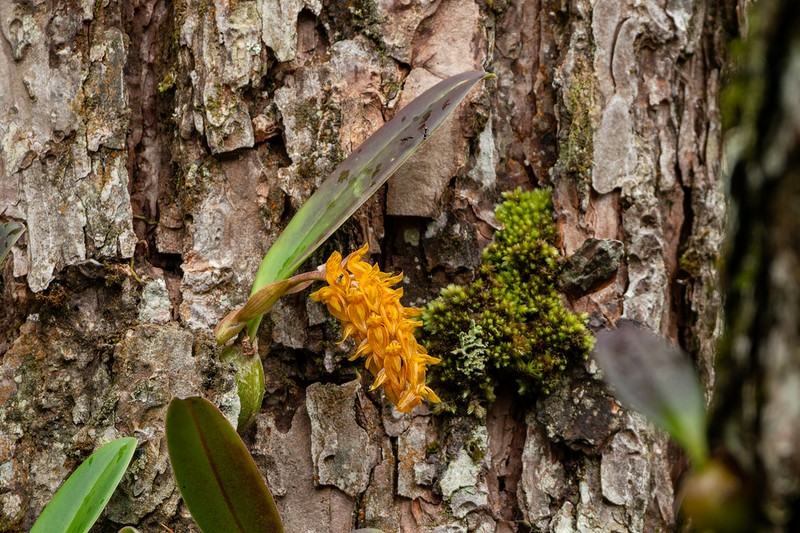Bulbophyllum orientale photo 5