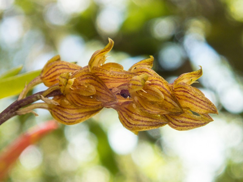 Bulbophyllum orientale photo 6
