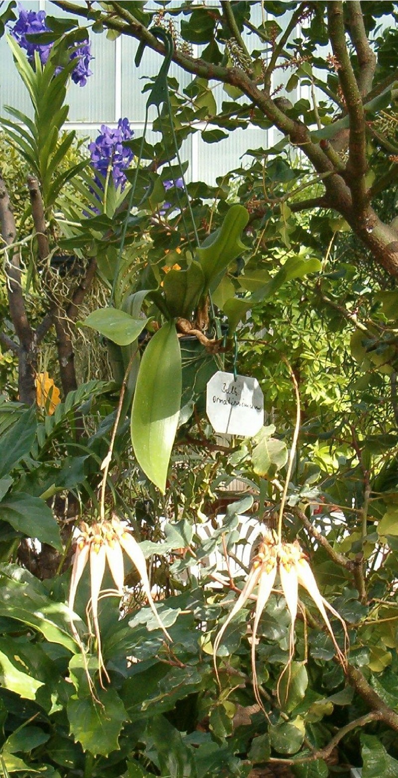 Bulbophyllum ornatissimum