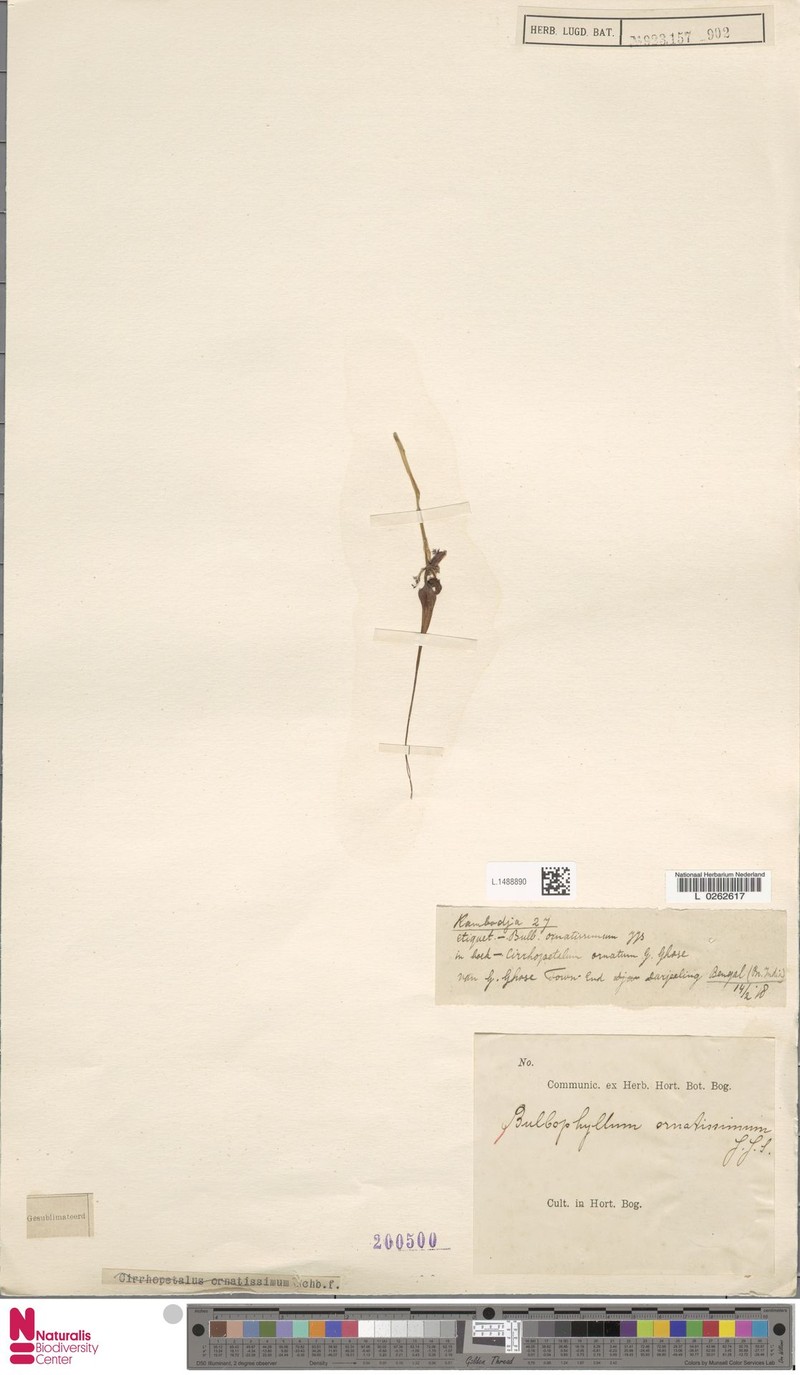 Bulbophyllum ornatissimum photo 2