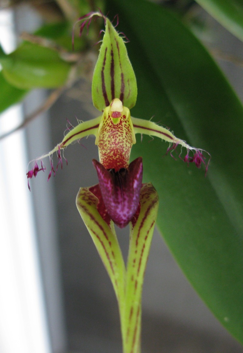 Bulbophyllum ornatissimum photo 3