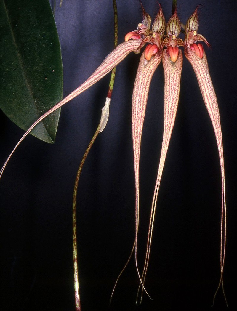 Bulbophyllum ornatissimum photo 4
