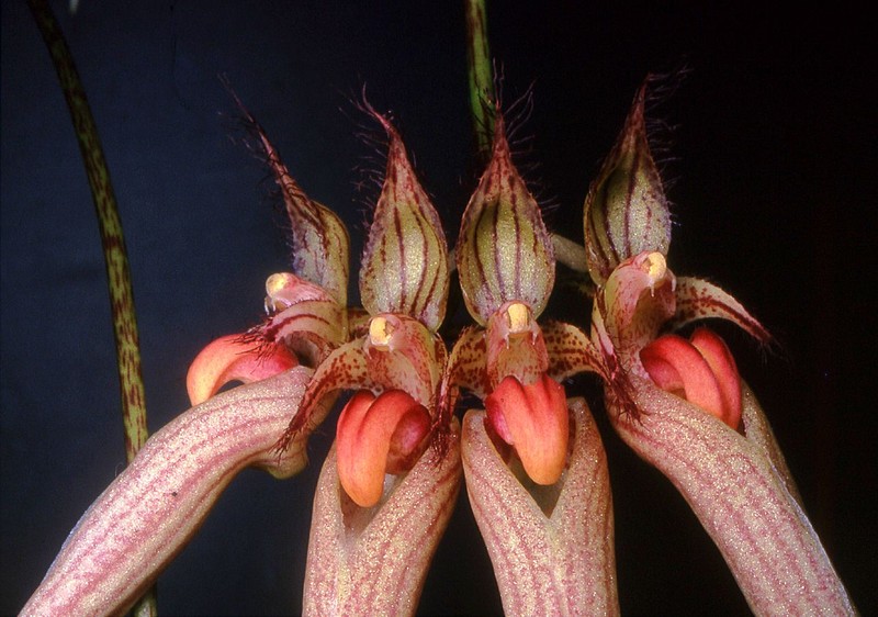 Bulbophyllum ornatissimum photo 5