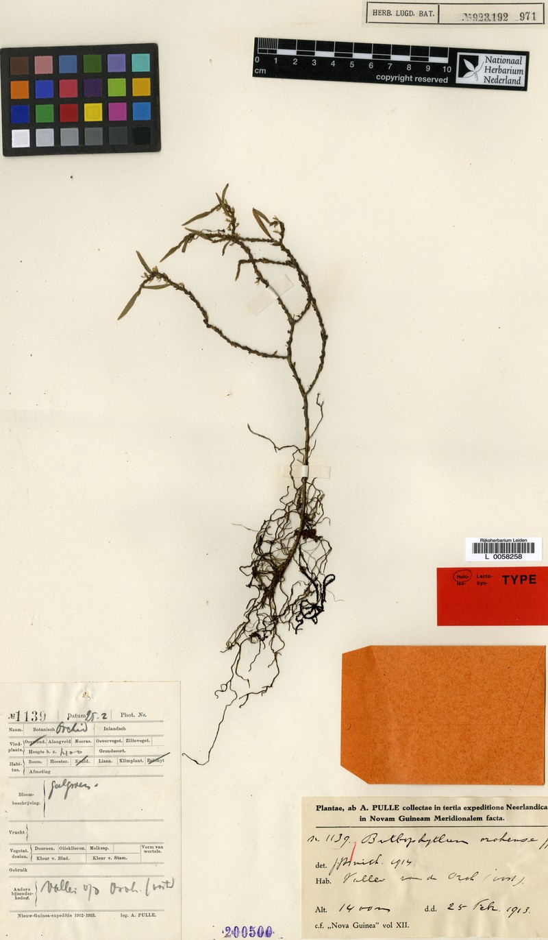 Bulbophyllum orohense