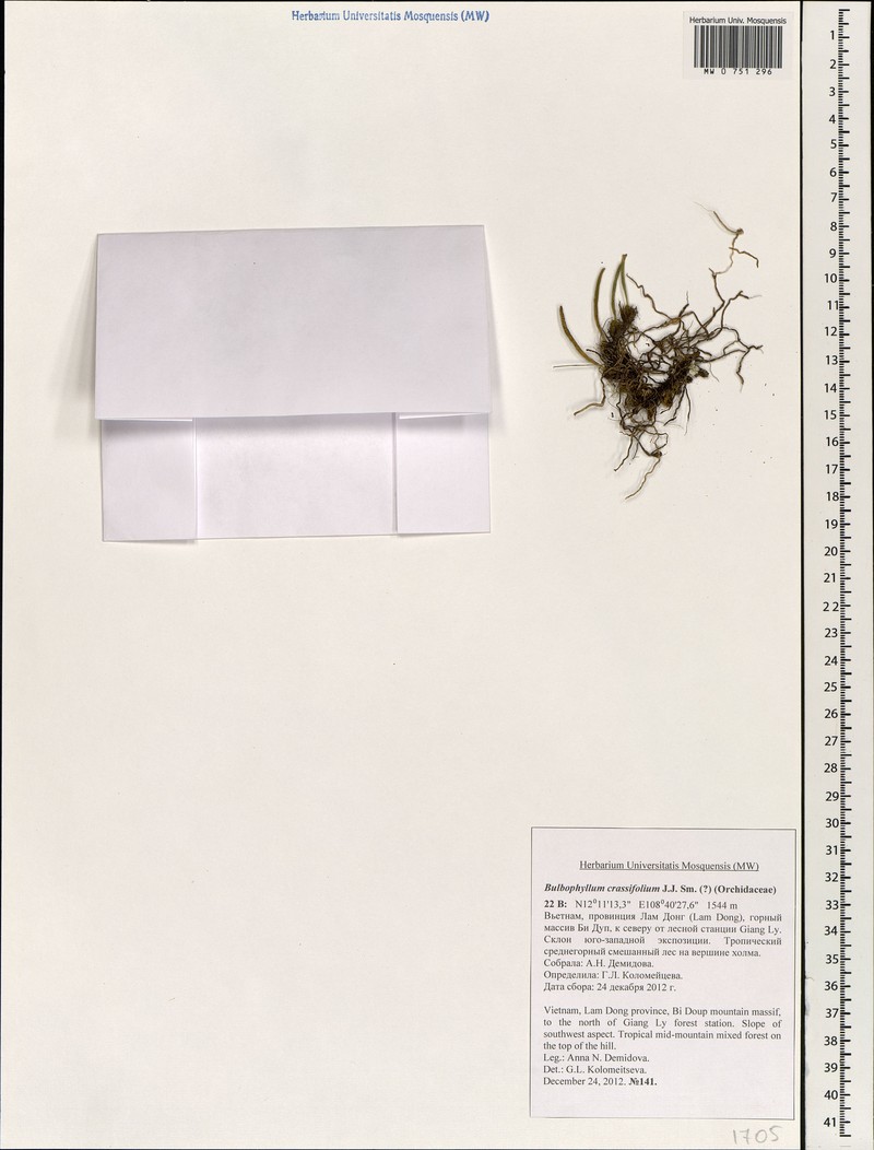 Bulbophyllum osyricera