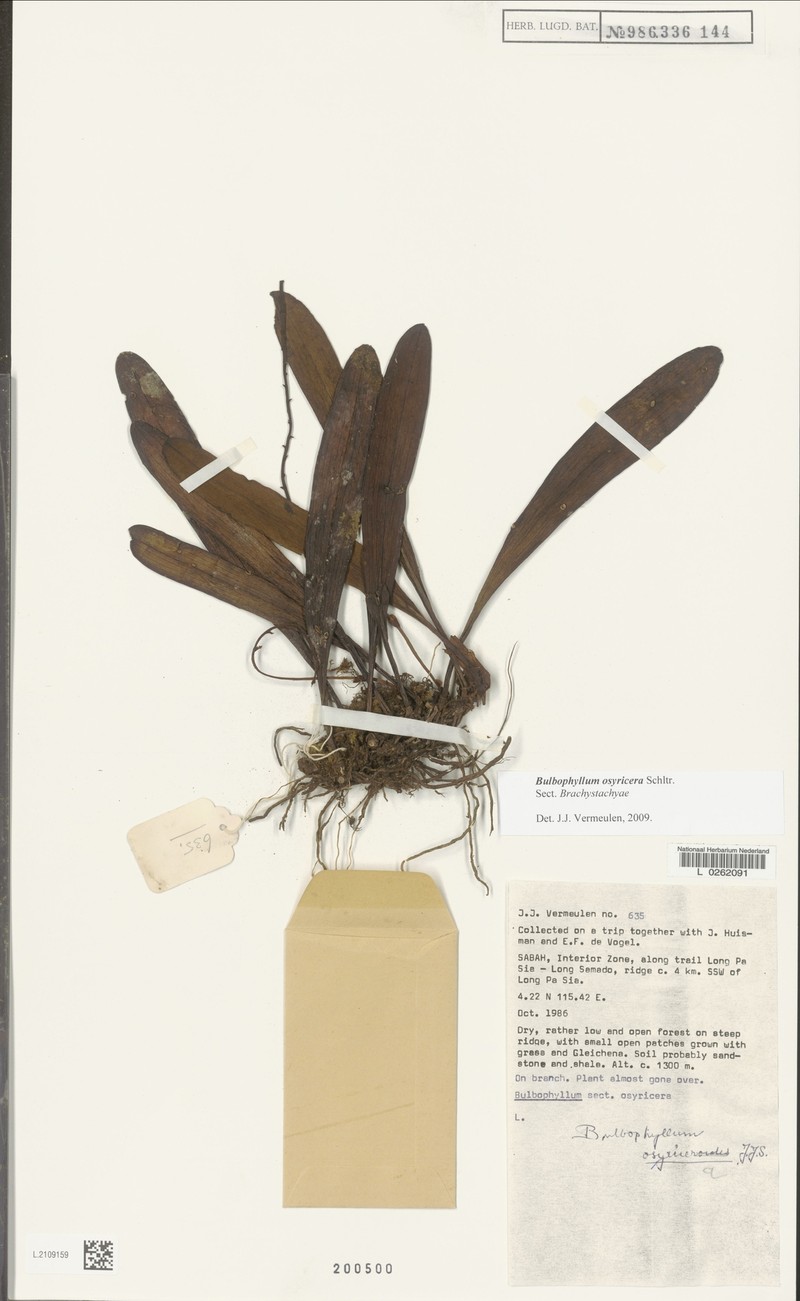 Bulbophyllum osyricera photo 2