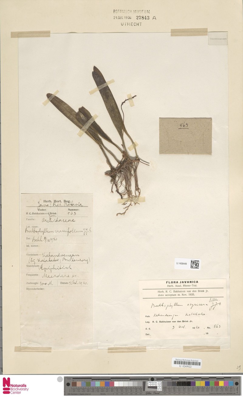 Bulbophyllum osyricera photo 3