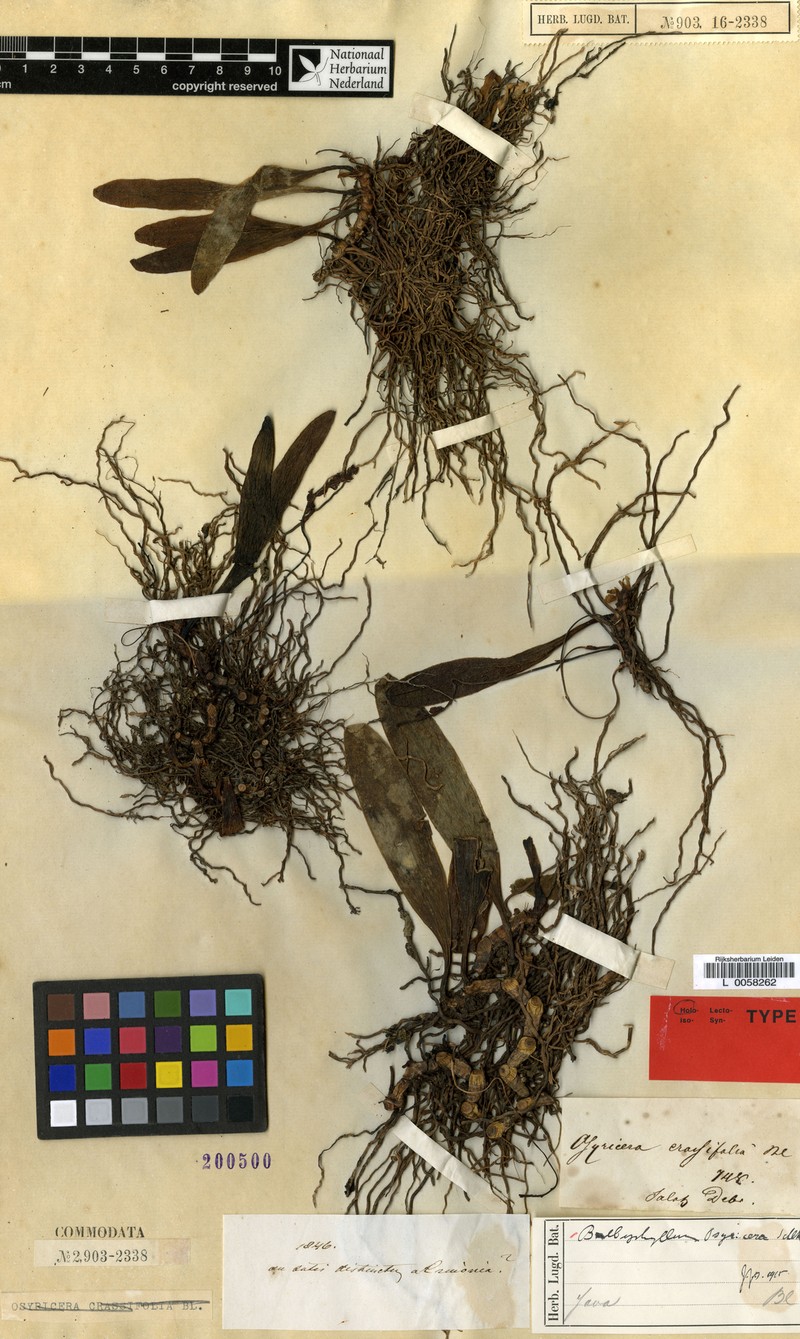 Bulbophyllum osyricera photo 4