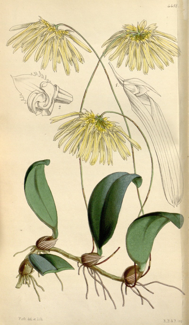 Bulbophyllum othonis