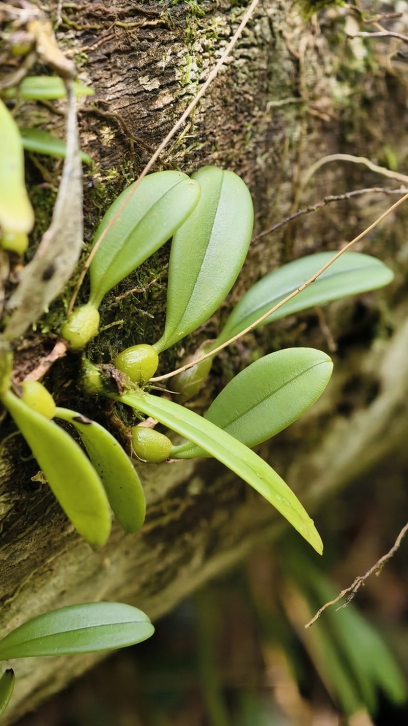 Bulbophyllum othonis photo 2