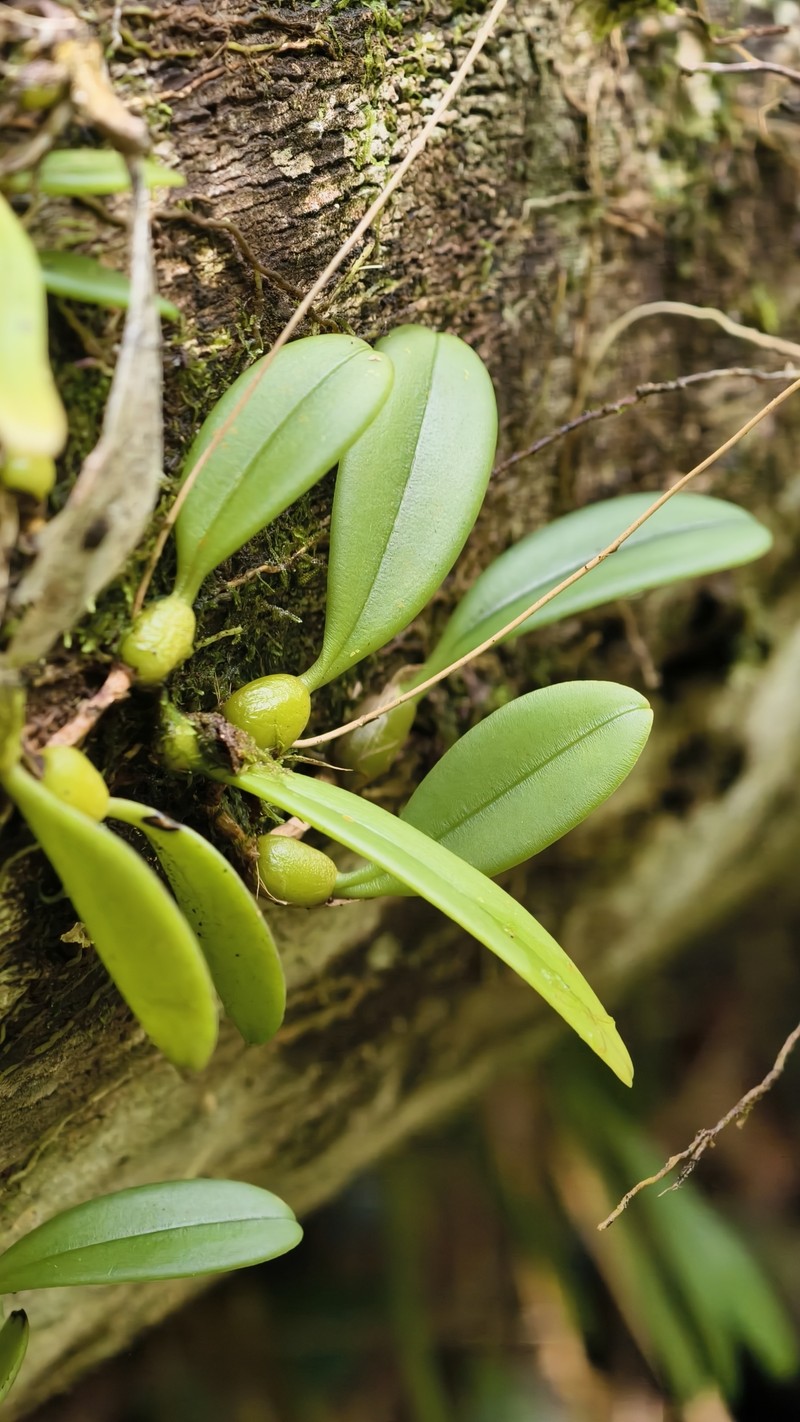 Bulbophyllum othonis photo 3