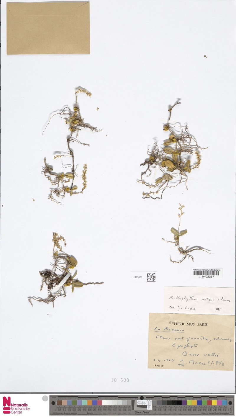 Bulbophyllum othonis photo 4