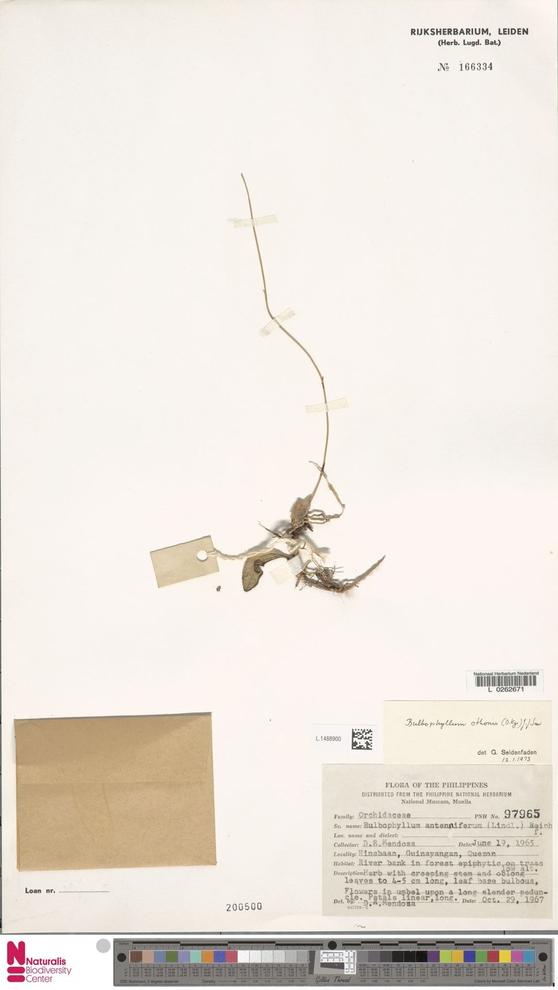 Bulbophyllum othonis photo 5