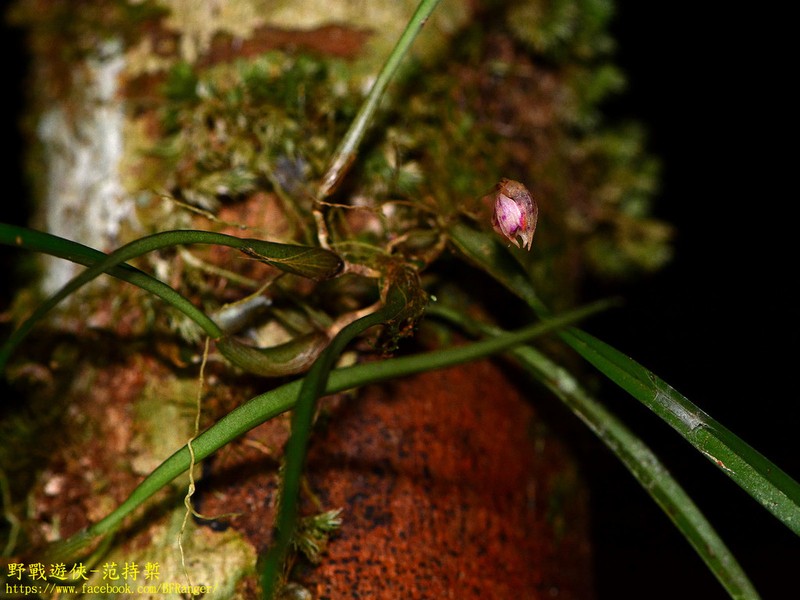 Bulbophyllum otochilum
