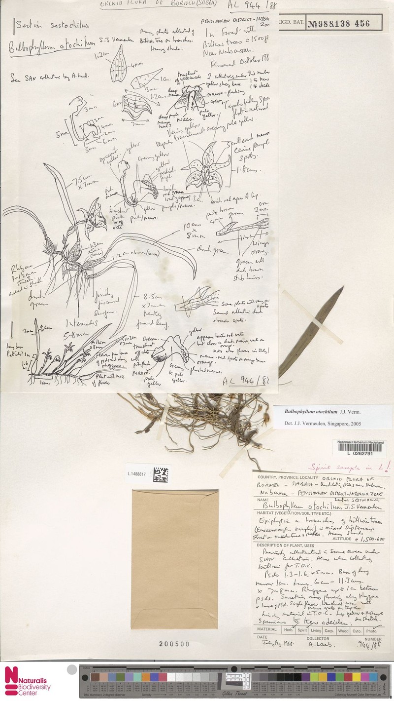 Bulbophyllum otochilum photo 2