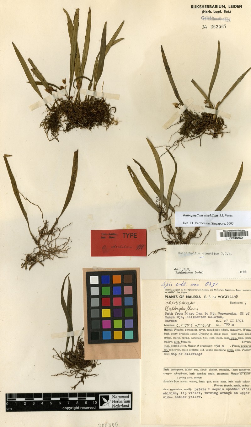 Bulbophyllum otochilum photo 3
