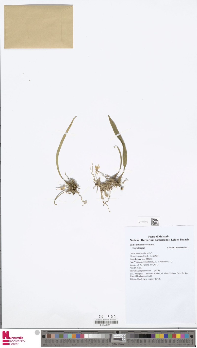 Bulbophyllum otochilum photo 4