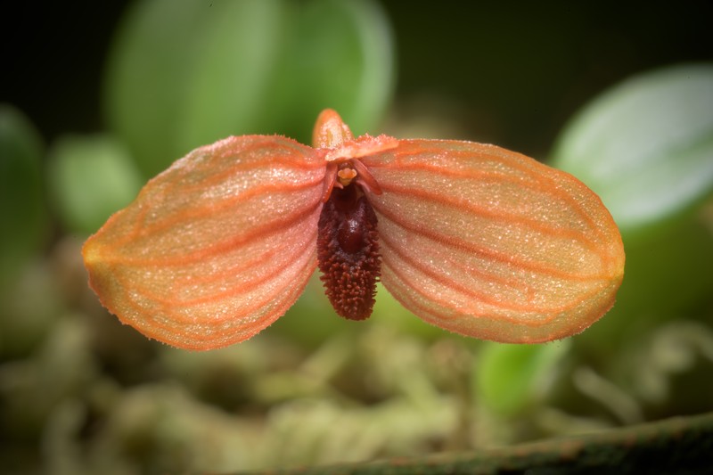 Bulbophyllum ovalifolium