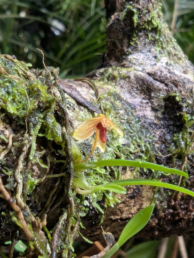 Bulbophyllum ovalifolium photo 2